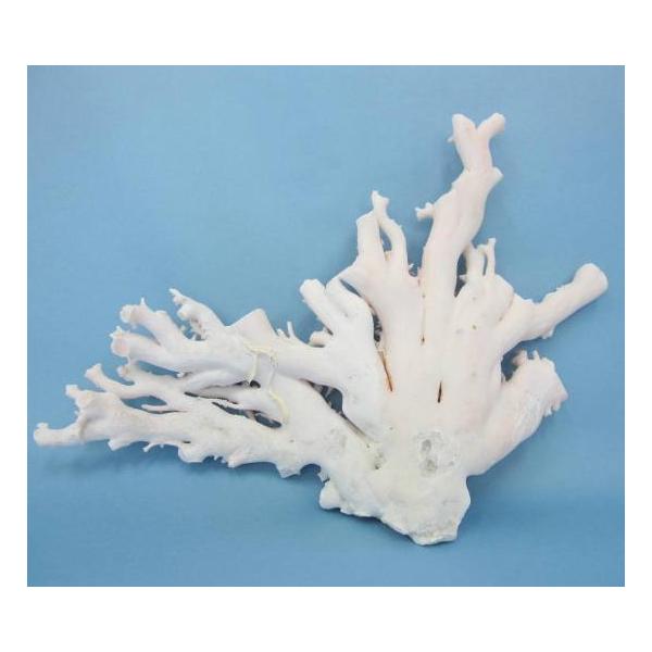 ミッド（白）珊瑚の原木 /原石/拝見/（1085g） /『宝石サンゴ 