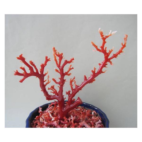 日本・高知沖産血赤珊瑚の 拝見・原木・置き物 （艶出し加工済み