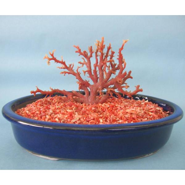 tosasangoya_r7ash6-565y