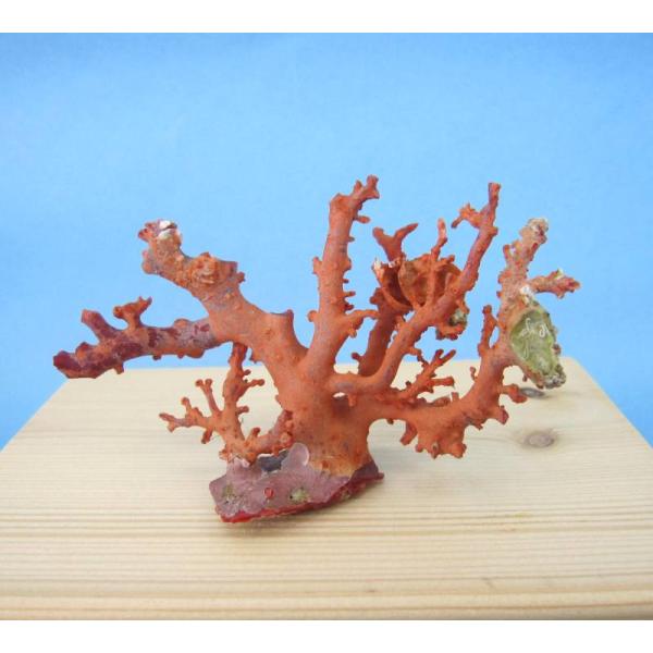 日本 高知沖産血赤珊瑚 原木 拝見 家宝 置物 飾り 台付 『宝石サンゴ
