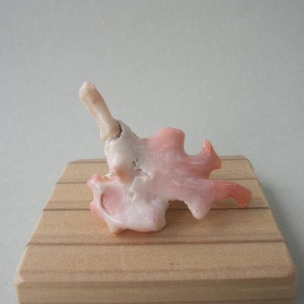 深海（ピンク）珊瑚は、宝石珊瑚の中でも際だって深い1,000メートルを越える深海底で採取されるので、 この名称が商品名になっています。ハワイ群島周辺海域の、水深1000メートル以上の深海で採取され、骨軸は白を基調にしながら ピンク色の斑紋を...