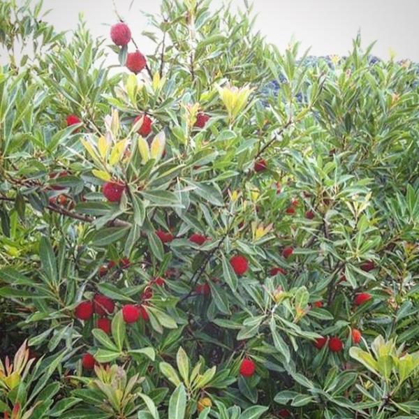 完売しました B級品 お買得 希少宝石山桃 果実 1kg やまもも ヤマモモ 同梱不可 ネット初販売記念 今だけレビューで送料無料 Buyee Buyee 日本の通販商品 オークションの代理入札 代理購入