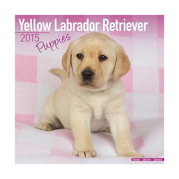 クリアランス 15ペットカレンダー 68 ラブラドールレトリバー イエロー 子犬 英国製 1568 Online Shop 藤信堂 通販 Yahoo ショッピング