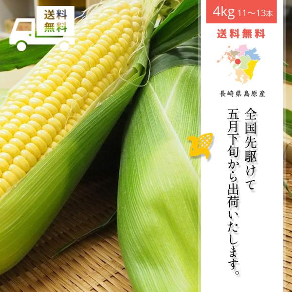 ２２５０円・送料込み・朝採れ・５キロ・トウモロコシ・「ゴールドラッシュ」ハネ出し 2250円・送料込み・朝採れ・5キロ・トウモロコシ