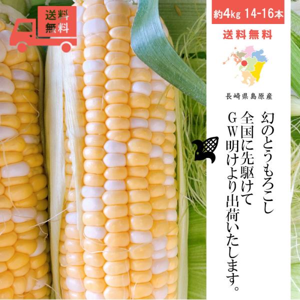 5/20より発送予定】甘々娘 朝採れスイートコーン かんかんむすめL〜2L