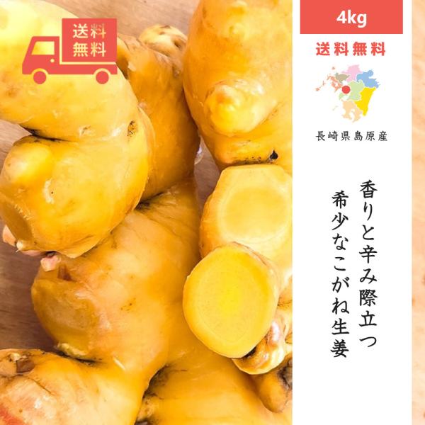 [Release date: January 16, 2026]黄金色に輝く、希少なきいろい生姜。まだ流通量が少なく、見た目・香り・辛味・成分バランスが一般的な白生姜とは明確に異なります。切った瞬間に立ち上がるスパイシーな香りと、料理を引き...