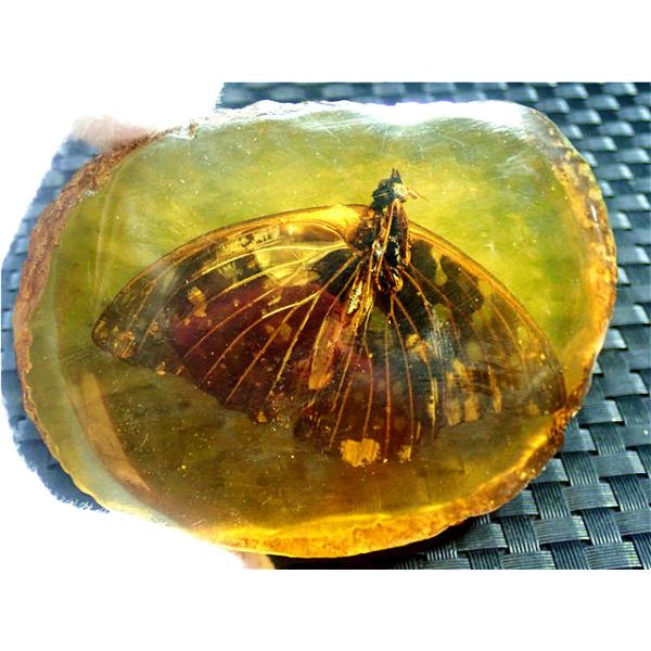 工芸品☆高級（アンバー)琥珀(蝶入り)原石168R3-30R43D : 水晶