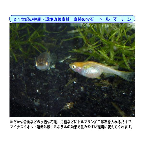 浄水器の役目が半永久的に使用できる トルマリン加工鉱石 ５００ｇ ２ ４mm お風呂用 飲料水用 金魚水槽用 ネット付 レターパック500送料無料 Buyee Servis Zakupok Tretim Licom Buyee Pokupajte Iz Yaponii