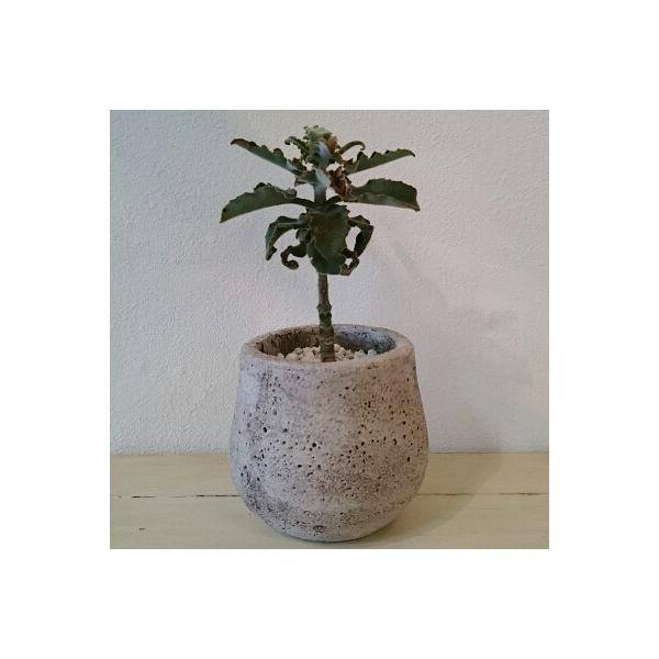 カランコエ 仙女の舞1 ベハレンシス 多肉植物 １点モノ Buyee Buyee 일본 통신 판매 상품 옥션의 대리 입찰 대리 구매 서비스