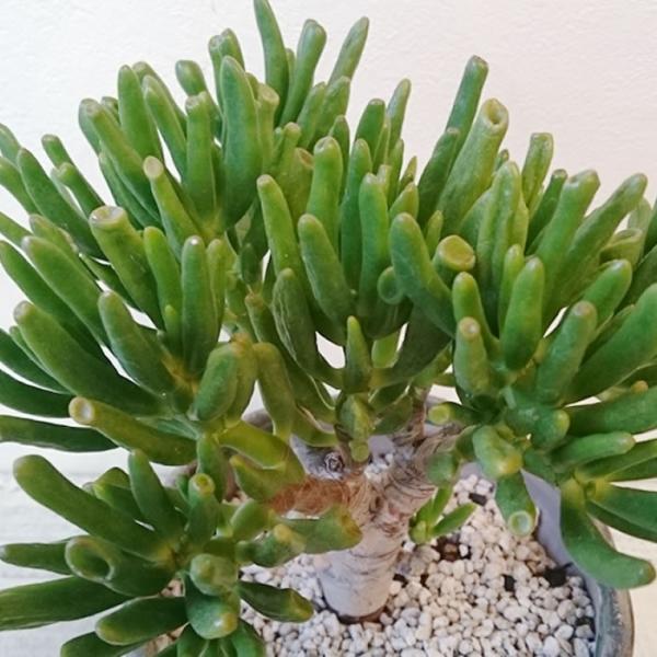 クラッスラ ゴーラム 宇宙の木 多肉植物 1点モノ Buyee Buyee Japanese Proxy Service Buy From Japan Bot Online
