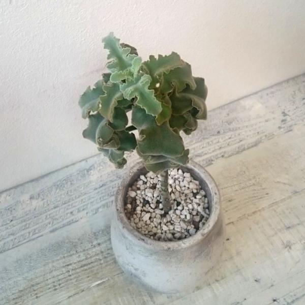 カランコエ ベハレンシス 仙女の舞 多肉植物 1点モノ Buyee 日本代购平台 产品购物网站大全 Buyee一站式代购 Bot Online