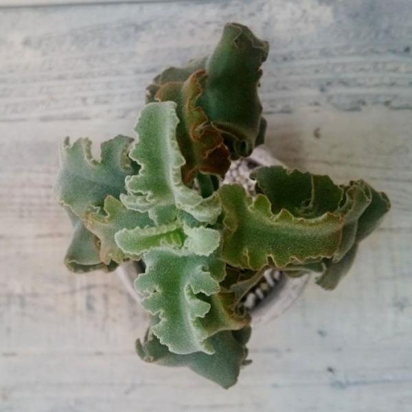 カランコエ ベハレンシス 仙女の舞 多肉植物 1点モノ Buyee Buyee 提供一站式最全面最专业现地yahoo Japan拍卖代bid代拍代购服务 Bot Online