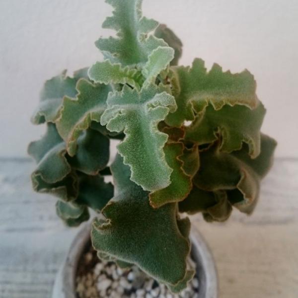 カランコエ ベハレンシス 仙女の舞 多肉植物 1点モノ Buyee Buyee Japanese Proxy Service Buy From Japan Bot Online