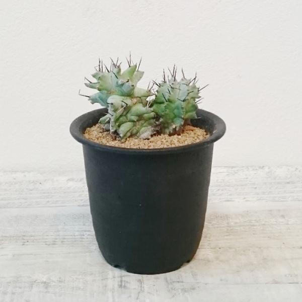 ユーフォルビア ホリダモンスト 多肉植物 １点モノ Buyee Buyee Japanese Proxy Service Buy From Japan Bot Online