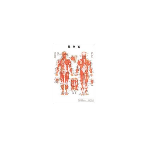 人体チャート　骨格筋　デスクサイズ・プラスチック版　43×30.5cm 医道の日本社