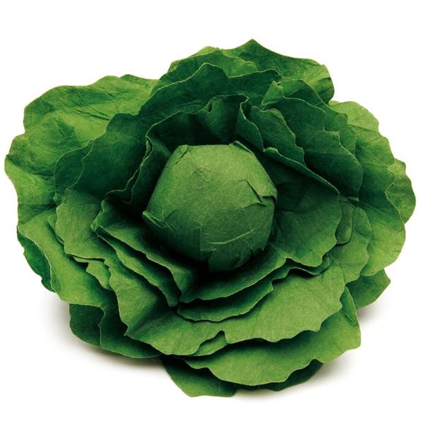 Erzi(GcB)ؐ܂܂Ɓw^XxLettuce