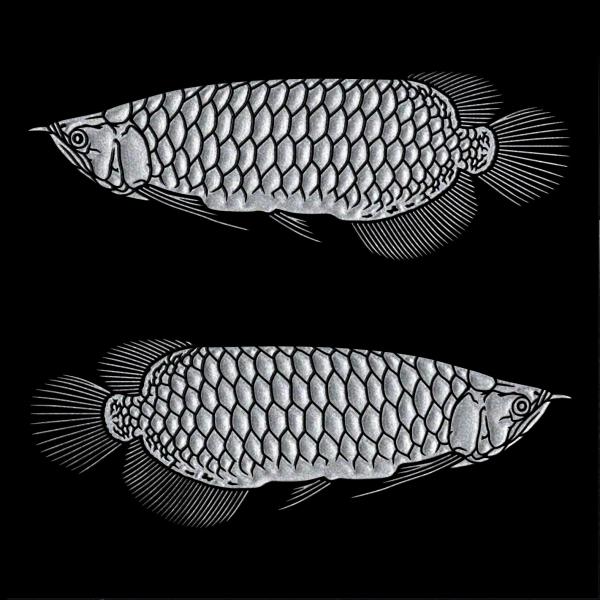 縁起物 蒔絵シール 「アロワナ」 銀 55mm シルバー 金運 成功運 淡水魚 古代魚