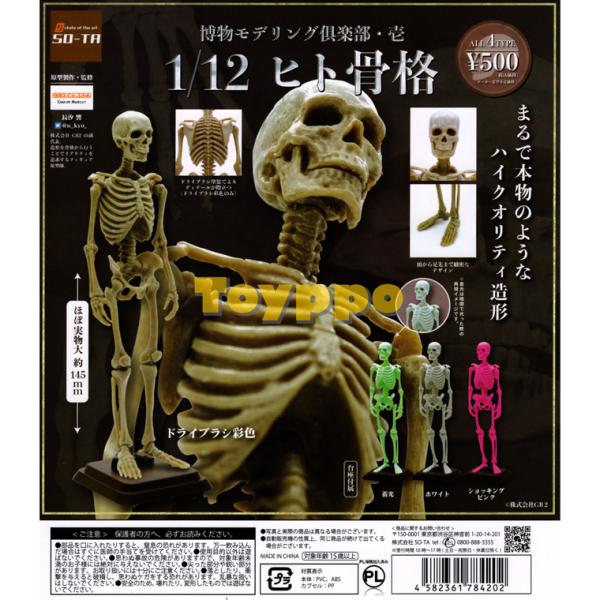 博物館モデリング倶楽部・壱 1/12 ヒト骨格 全4種 : Toyppo