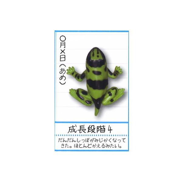 コロコロコレクション 成長観察日記 おたまじゃくし カエル 4 成長段階4 ネコポス配送対応 トイサンタ Paypayモール店 通販 Paypayモール