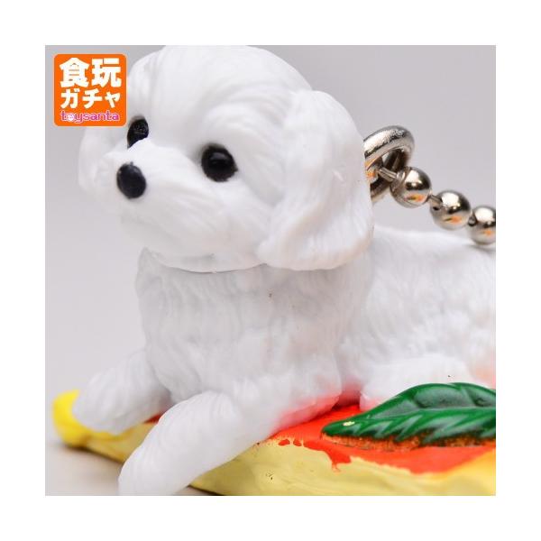 BANDAI アニコラ いぬぱん14 [5.マルチーズゲリータ BANDAI アニコラ いぬぱん14 [5.マルチーズゲリータ