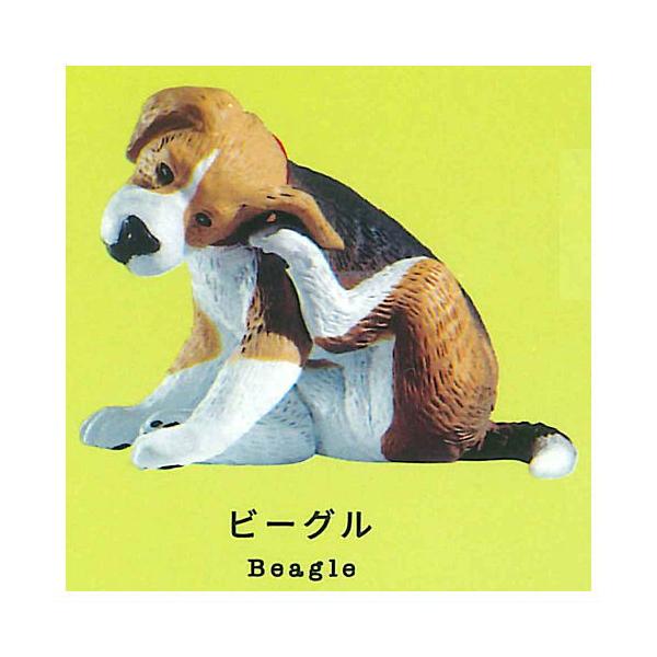 【ビーグル】カイカイ 灰色メロン カイカイ [2.ビーグル]【 ネコポス不可 】【C