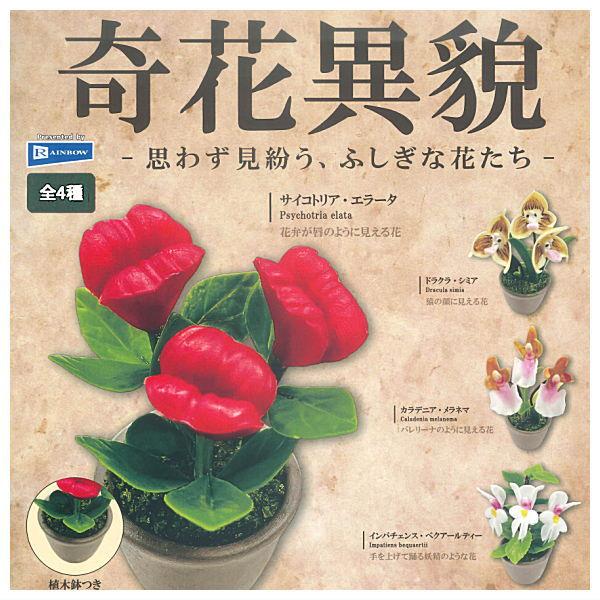 全部揃ってます!!】奇花異貌 思わず見紛う、ふしぎな花たち [全4種
