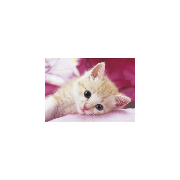 ジグソーパズル 猫の人気商品・通販・価格比較 - 価格.com ジグソーパズル 猫の人気商品・通販・価格比較 - 価格.com
