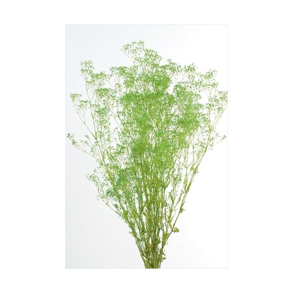 【商品詳細】【商品名】大地農園/スーパーソフトミニカスミ【サイズ】L約50cm【入数】21g【注意】※ご使用のＰＣ環境により、実物の色目と差異がある場合もあります。※生花由来の商品のため、商品ごとに色・サイズ・状態等に個体差がございます。そ...