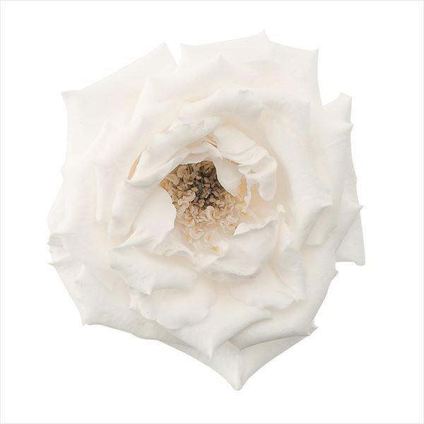 【商品詳細】【商品名】大地農園/マジョリカ・サイズアソート【サイズ】花径:約4-6cmφ・花丈:約1.5-2.5cm【入数】1箱（約6輪）【注意】※ご使用のＰＣ環境により、実物の色目と差異がある場合もあります。※生花由来の商品のため、商品ご...