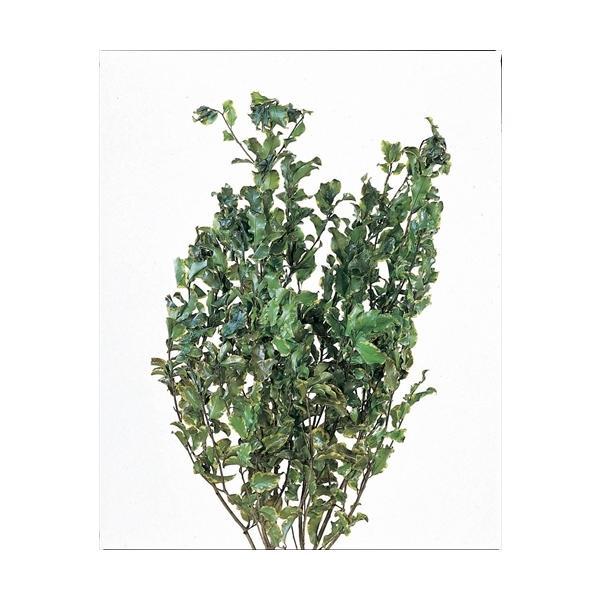 【商品詳細】【商品名】大地農園/ピトスポラム【サイズ】L約40-45cm【入数】1束（35g)【注意】※ご使用のＰＣ環境により、実物の色目と差異がある場合もあります。※生花由来の商品のため、商品ごとに色・サイズ・状態等に個体差がございます。...