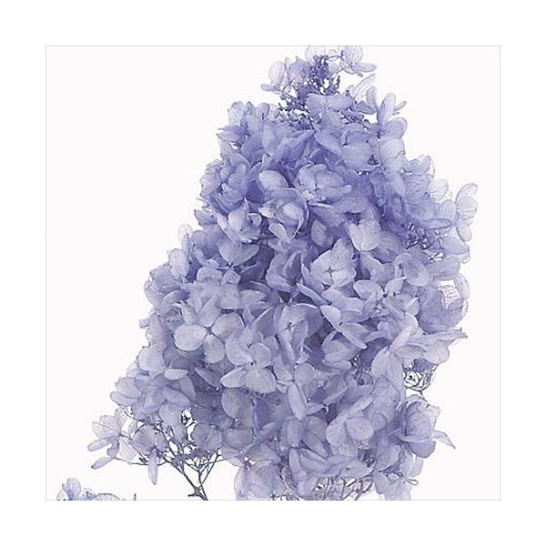 【商品詳細】【商品名】大地農園/ソフトピラミッドアジサイ【入り数】1箱(約2輪)【注意】※ご使用のＰＣ環境により、実物の色目と差異がある場合もあります。※生花由来の商品のため、商品ごとに色・サイズ・状態等に個体差がございます。そのため、入荷...