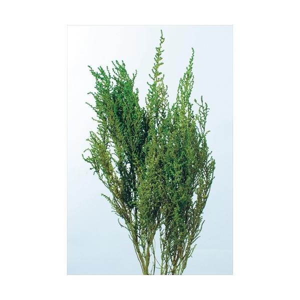 【商品詳細】【商品名】大地農園/ソフトストーベ【サイズ】L約40-50cm【入数】約50g【注意】※ご使用のＰＣ環境により、実物の色目と差異がある場合もあります。※生花由来の商品のため、商品ごとに色・サイズ・状態等に個体差がございます。その...