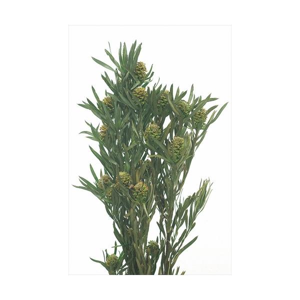 【商品詳細】【商品名】大地農園/ソフトサリグナム・実付【サイズ】L約45cm【入数】1束（約100g)【注意】※ご使用のＰＣ環境により、実物の色目と差異がある場合もあります。※生花由来の商品のため、商品ごとに色・サイズ・状態等に個体差がござ...
