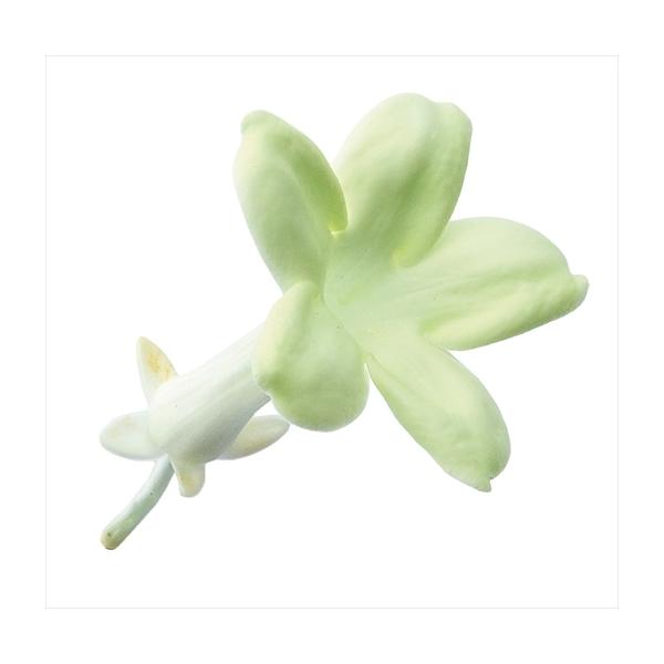 【商品詳細】【商品名】大地農園/ジャスミン【入り数】1箱（12輪)【サイズ】約3-4cm【注意】※ご使用のＰＣ環境により、実物の色目と差異がある場合もあります。※生花由来の商品のため、商品ごとに色・サイズ・状態等に個体差がございます。そのた...