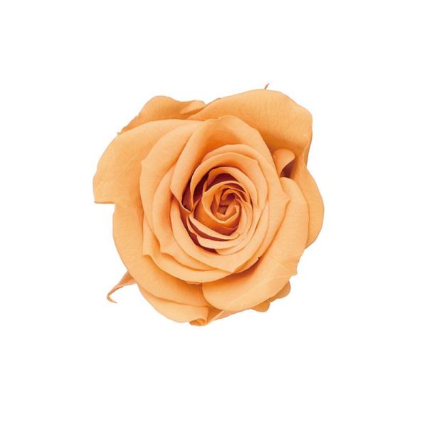 【商品詳細】【商品名】大地農園/ローズ・いずみ【サイズ】花径:約3.5-4.5cmφ・花丈:約3-3.5cm【入数】1箱（約9輪）【注意】※ご使用のＰＣ環境により、実物の色目と差異がある場合もあります。※生花由来の商品のため、商品ごとに色・...