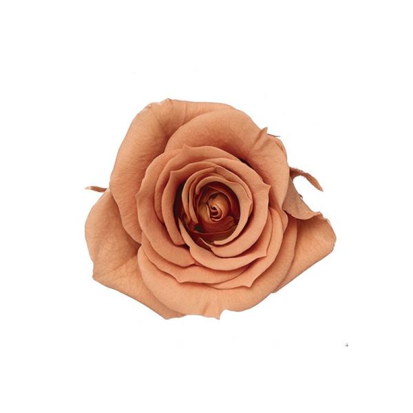 【商品詳細】【商品名】大地農園/ローズ・いずみ【サイズ】花径:約3.5-4.5cmφ・花丈:約3-3.5cm【入数】1箱（約9輪）【注意】※ご使用のＰＣ環境により、実物の色目と差異がある場合もあります。※生花由来の商品のため、商品ごとに色・...