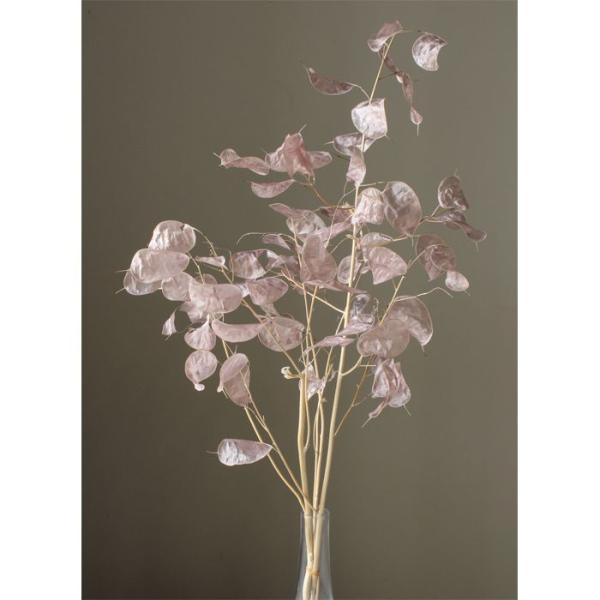 【商品詳細】【商品名】大地農園/ルナリア【サイズ】約40-70cmL【入数】1束【注意】※ご使用のＰＣ環境により、実物の色目と差異がある場合もあります。※生花由来の商品のため、商品ごとに色・サイズ・状態等に個体差がございます。そのため、入荷...