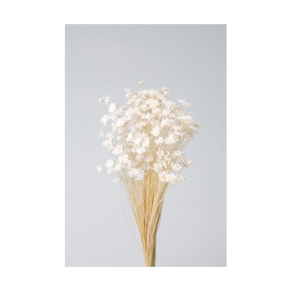 【商品詳細】【商品名】大地農園/スターフラワー・ブロッサム【入り数】1束(約18g)【サイズ】約30cmL花サイズ約1-1.5cm【注意】※ご使用のＰＣ環境により、実物の色目と差異がある場合もあります。※生花由来の商品のため、商品ごとに色・...