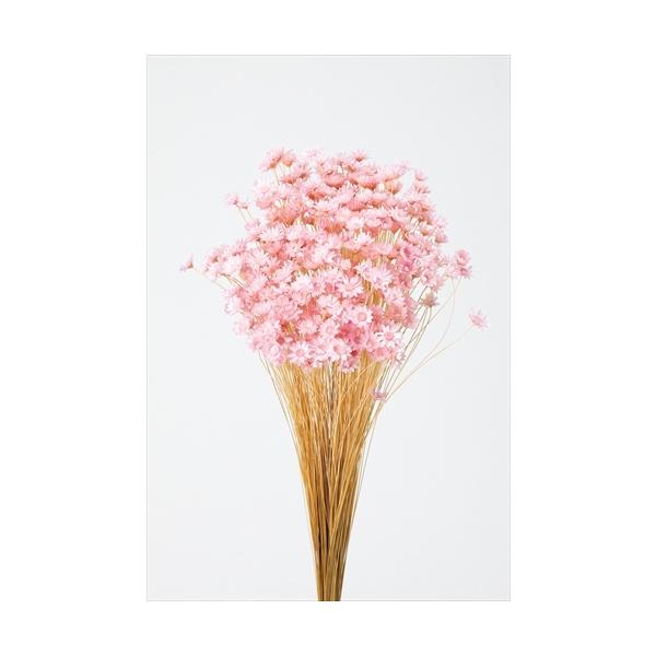 【商品詳細】【商品名】大地農園/スターフラワー・ブロッサム【入り数】1束(約18g)【サイズ】約30cmL花サイズ約1-1.5cm【注意】※ご使用のＰＣ環境により、実物の色目と差異がある場合もあります。※生花由来の商品のため、商品ごとに色・...