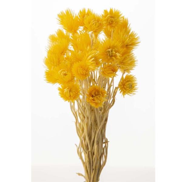 【商品詳細】【商品名】大地農園/ミニシルバーデージー【入り数】1束(約25g)【サイズ】約30cmL花サイズ3.5-4cm【注意】※ご使用のＰＣ環境により、実物の色目と差異がある場合もあります。※生花由来の商品のため、商品ごとに色・サイズ・...