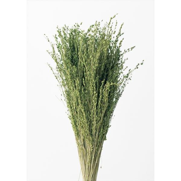 【商品詳細】【商品名】大地農園/スターグラス【入り数】1束(約23g)【サイズ】約45cmL【注意】※ご使用のＰＣ環境により、実物の色目と差異がある場合もあります。※生花由来の商品のため、商品ごとに色・サイズ・状態等に個体差がございます。そ...