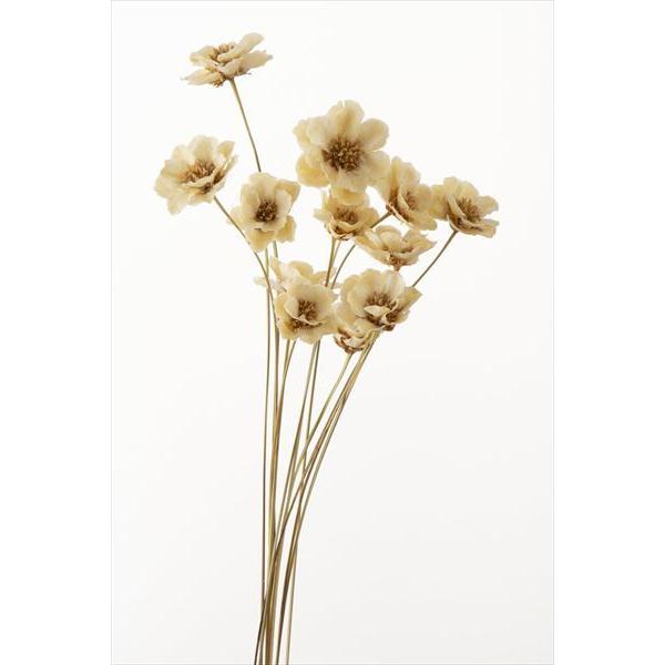 【商品詳細】【商品名】大地農園/アネモネフラワー【入り数】1束(約12本)【サイズ】約30-40cmL花径約4cm【注意】※ご使用のＰＣ環境により、実物の色目と差異がある場合もあります。※生花由来の商品のため、商品ごとに色・サイズ・状態等に...