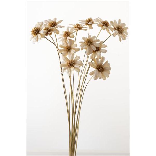 【商品詳細】【商品名】大地農園/マーガレットフラワー【入り数】1束(約10本)【サイズ】約30-40cmL花径約5cm【注意】※ご使用のＰＣ環境により、実物の色目と差異がある場合もあります。※生花由来の商品のため、商品ごとに色・サイズ・状態...