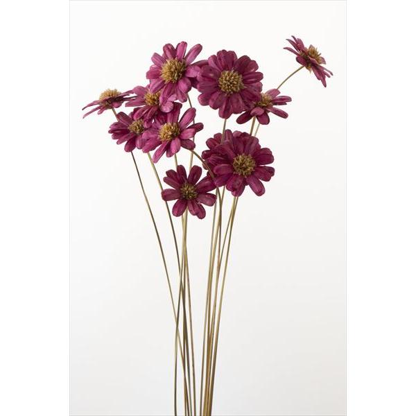 【商品詳細】【商品名】大地農園/マーガレットフラワー【入り数】1束(約10本)【サイズ】約30-40cmL花径約5cm【注意】※ご使用のＰＣ環境により、実物の色目と差異がある場合もあります。※生花由来の商品のため、商品ごとに色・サイズ・状態...