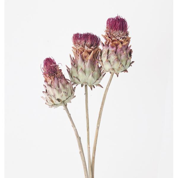 【商品詳細】【商品名】大地農園/アーティーチョーク・ミニ【入り数】1束(約3本)【サイズ】約20-25cm【注意】※ご使用のＰＣ環境により、実物の色目と差異がある場合もあります。※生花由来の商品のため、商品ごとに色・サイズ・状態等に個体差が...