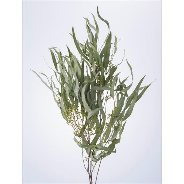 【商品詳細】【商品名】大地農園/ユーカリ・エキゾチカ・葉付【入り数】1束(約45ｇ)【サイズ】約50-55cm【注意】※ご使用のＰＣ環境により、実物の色目と差異がある場合もあります。※生花由来の商品のため、商品ごとに色・サイズ・状態等に個体...