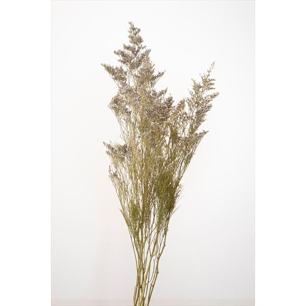 【商品詳細】【商品名】大地農園/カスピア・ドライ【入り数】1束(約25g)【サイズ】約60cm【注意】※ご使用のＰＣ環境により、実物の色目と差異がある場合もあります。※生花由来の商品のため、商品ごとに色・サイズ・状態等に個体差がございます。...