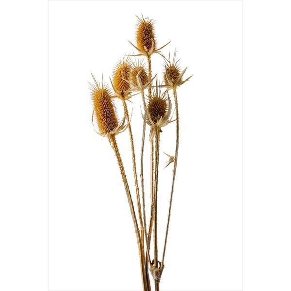 【商品詳細】【商品名】大地農園/チーゼル【入り数】1束(約6-8輪)【サイズ】約50-60cm【注意】※ご使用のＰＣ環境により、実物の色目と差異がある場合もあります。※生花由来の商品のため、商品ごとに色・サイズ・状態等に個体差がございます。...