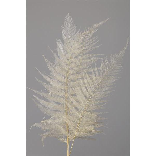 【商品詳細】【商品名】大地農園/ナガシダ【サイズ】約40-50cmL【入数】1束（約10枚）【注意】※ご使用のＰＣ環境により、実物の色目と差異がある場合もあります。※生花由来の商品のため、商品ごとに色・サイズ・状態等に個体差がございます。そ...