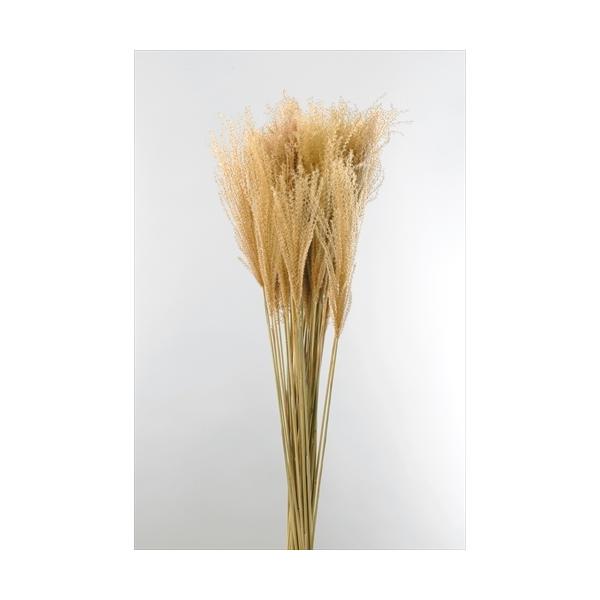 【商品詳細】【商品名】大地農園/ススキ【入り数】1束(約50本)【サイズ】約75cm【注意】※ご使用のＰＣ環境により、実物の色目と差異がある場合もあります。※生花由来の商品のため、商品ごとに色・サイズ・状態等に個体差がございます。そのため、...